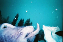 35mm Film Camera - Lomo Simple Purple (with Film) -Cheap Film Photography Store 1701200 vie peter obermoser suc pc 17