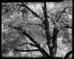 4x5 Sheet Film - FPP BW Neg Infrared Film - (25 Sheets) -Cheap Film Photography Store FPP IR 4x5 002 72dpi 220d6dab 2fd1 4de6 bee2 17aa35524564