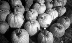 35mm Film Camera - Kodak Tri-X Single Use BW Camera -Cheap Film Photography Store KodakTriX OneTimeUse leslie 11