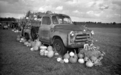 35mm Film Camera - Kodak Tri-X Single Use BW Camera -Cheap Film Photography Store KodakTriX OneTimeUse leslie 7