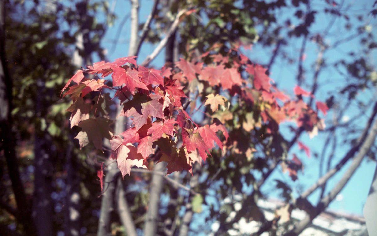 35mm Film Camera - Pentax K1000 SLR / 50mm F2 + (Vintage) 6 35mm Film Camera - Pentax K1000 SLR / 50mm F2 + (Vintage) - Image 6