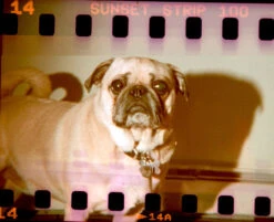 35mm To 620 Film Adapter Kit / Sprockets! -Cheap Film Photography Store Sprockets 2 800x 77882ccc ba9b 4dd1 ad7b dd3a2062b3ce