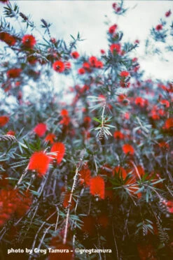 16mm Film - Double Perf - FPP SUN Color 1 - 100 Ft -Cheap Film Photography Store Sun GregTamura 000327390025 770X 56e93182 9e81 43af b0b2 95448e29060d