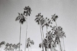 35mm Film Camera - Dubble SHOW Point & Shoot (Black) -Cheap Film Photography Store dubbleSHOW sample photos139 1080x fa07222f 733a 4def 83af 06b87b7bf396